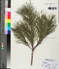 Pinus echinata image