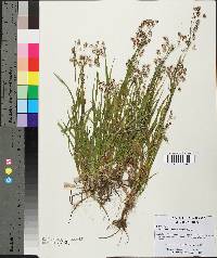 Luzula bulbosa image