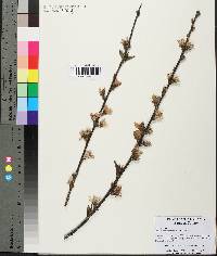 Prunus persica image