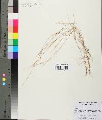 Aristida dichotoma image