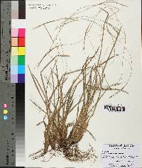 Axonopus fissifolius image
