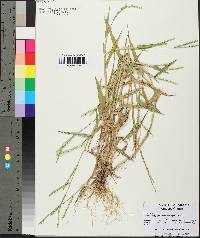 Urochloa platyphylla image