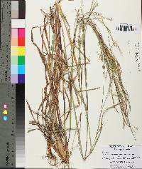 Schizachyrium scoparium var. scoparium image