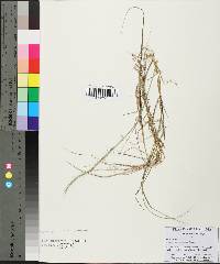 Aristida purpurascens image