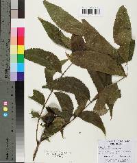 Carya illinoinensis image