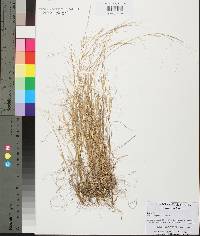 Aristida oligantha image