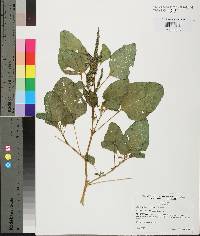 Amaranthus viridis image