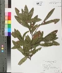 Quercus laurifolia image