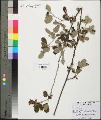 Rubus cuneifolius image