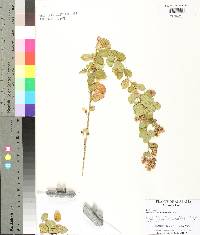 Lespedeza hirta image