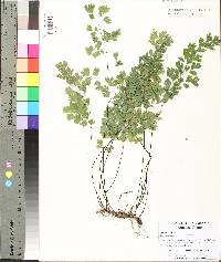 Adiantum capillus-veneris image