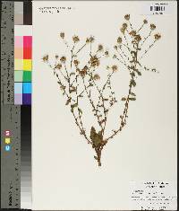 Symphyotrichum patens image