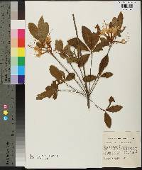 Rhododendron alabamense image