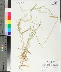 Urochloa platyphylla image