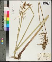 Cyperus articulatus image