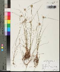 Cyperus filiculmis image