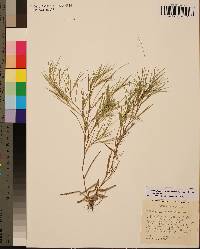 Dichanthelium acuminatum subsp. acuminatum image