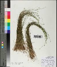 Carex leptalea var. harperi image