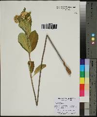 Asclepias variegata image