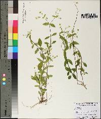 Stellaria puber image