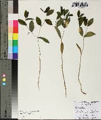 Uvularia sessilifolia image