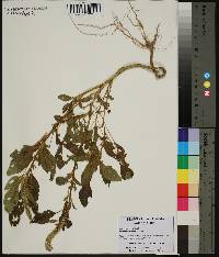 Amaranthus spinosus image