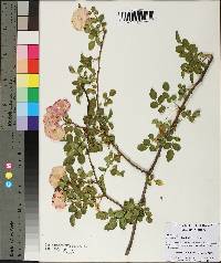 Rosa lucieae image