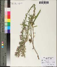 Liatris elegans image