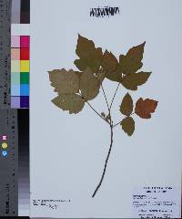 Toxicodendron pubescens image