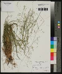 Poa autumnalis image