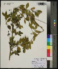 Ligustrum sinense image