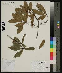 Quercus laurifolia image