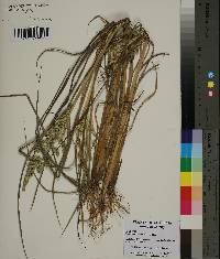 Echinochloa colona image