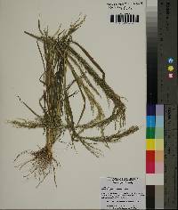 Eragrostis japonica image