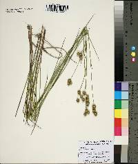 Juncus scirpoides image