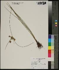 Cyperus pseudovegetus image