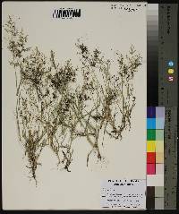 Eragrostis minor image