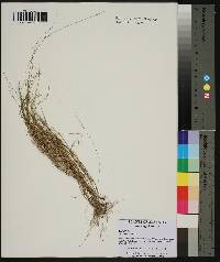 Aristida longespica image