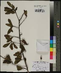 Quercus laurifolia image