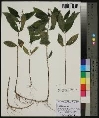 Justicia ovata image