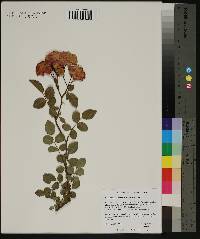 Rosa lucieae image