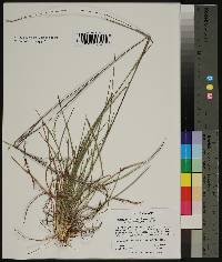 Schizachyrium scoparium var. stoloniferum image