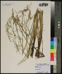 Juncus nodatus image