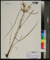 Cyperus iria image