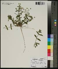 Stellaria puber image
