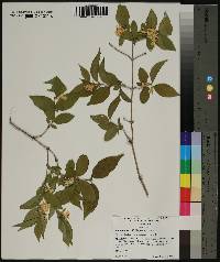 Lonicera maackii image