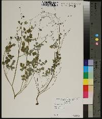 Thalictrum debile image