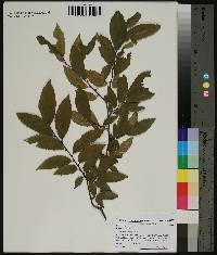 Ulmus alata image