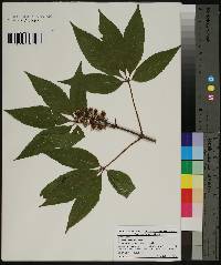 Aesculus glabra image