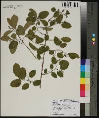 Berchemia scandens image